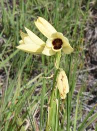 Image result for Orthochilus milnei