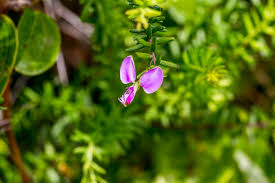 Image result for Polygala gazensis
