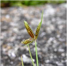 Image result for Pycreus flavescens