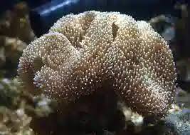 Image result for Sarcophyte