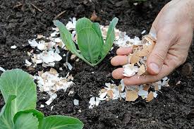 Maybe you would like to learn more about one of these? Recycle Eggshells Make Your Own Organic Eggshell Fertilizer Container Gardenville