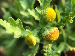 Image result for Grangea maderaspatana