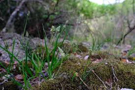 Image result for Albuca virens