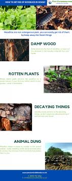 How to get rid of woodlice. Woodlice In The House Pest Exterminators