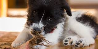 Maybe you would like to learn more about one of these? Breaking The Habit How To Stop Your Dog From Chewing The Dog Blog