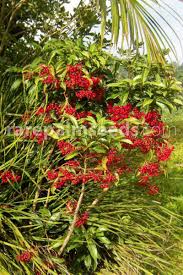 Image result for Ardisia