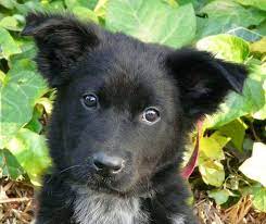 Learn About The German Shepherd Border Collie Mix Dogable Collie Mix Australian Shepherd Cattle Dog