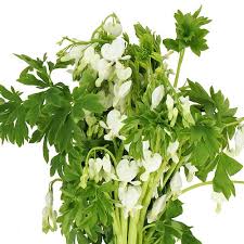 Image result for Dicentra spectabilis alba