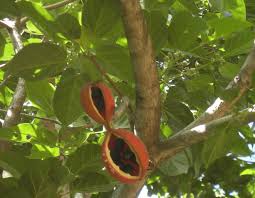 Image result for Sterculia appendiculata