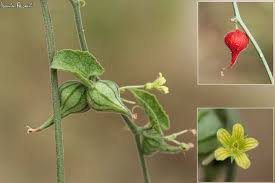 Image result for Kedrostis foetidissima