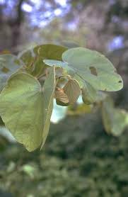 Image result for Piliostigma thonningii