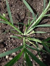 Image result for Leptochloa eleusine