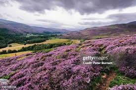 31,974 Heather Brush Stock Photos, High-Res Pictures, and Images