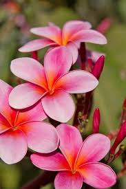 Pin By Kan On Plumeria Plumeria Flowers Pretty Flowers Beautiful Flowers