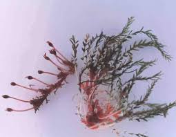 Image result for Tristicha trifaria