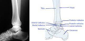 Www Surgeryassistant Nl