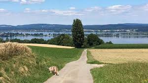 Da dort überall am see. Urlaub Mit Hund Bodenseeferien De