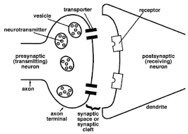 Beautiful polygonal constellation vector illustration of a starry night. The Anatomy Of A Synapse Worksheet Answer Key Anatomy Drawing Diagram