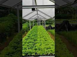 Modul Instalasi Hidroponik Nft Plus Atap Menanam Selada Hidroponik Shorts Youtube In 2021 Grafting Plants Plants Grafting