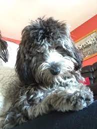 Coat Colour Gallery Cockapoo Owners Club Uk