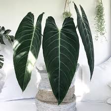 Philodendron Melanochrysum Philodendron Plant Plants Philodendron