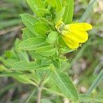 Image result for Justicia flava