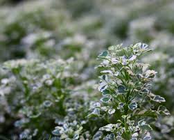 Image result for Polyscias kivuensis