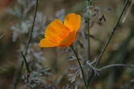 If you're happy with the numbers of flowers your poppies produce, it's not necessary to deadhead them unless you want to keep them from spreading. Cutting Back Poppies And Harvesting Seed Weeding Wild Suburbia