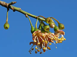 Image result for Sebaea pentandra