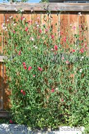 Starting Sweet Peas Sweet Pea Flowers Growing Sweet Peas Pea Flower