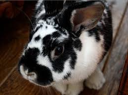 Black And White Spotted Rabbit Breeds House Rabbits Pet Rabbit Care Cute Bunny Pictures Cute Bunny Pictures Pet Rabbit Care Cute Ferrets