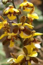 Image result for Eulophia streptopetala