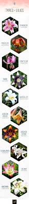 Types Of Lilies A Visual Guide Ftd Com