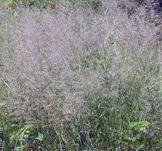 Image result for Eragrostis habrantha