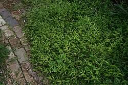 Image result for Oplismenus