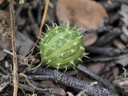 Image result for Cucumis myriocarpus