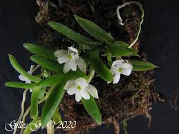 Image result for Microcoelia megalorrhiza