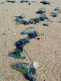 Ubur ubur gambar unduh gambar gambar gratis pixabay. Asyik Mandi Di Laut Puluhan Wisatawan Pantai Selatan Tersengat Ubur Ubur Merahputih
