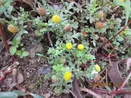 Image result for Grangea anthemoides