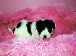 Jun 14, 2021 · lab puppies for sale 7 weeks old 2 black 3 chocolate 3 yellow. Maltese Puppies For Sale Premiere Maltese Breeders Raleigh Nc Maltese Puppy Maltese Puppies For Sale Puppies