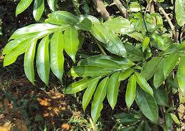 Image result for Artabotrys hexapetalus