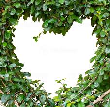 Image result for Streblus