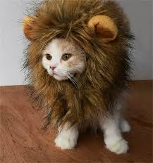 Product titlecacagoo cat lion mane pet lion costume pet lion hair. Lion S Mane Cat Hat Will Turn Your Cat Into Ferocious Lion