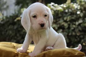 Turkiye De Tek Albino Elizabeth Beagle Yavru 238064 Bikopek Com