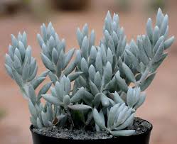 Image result for Caputia