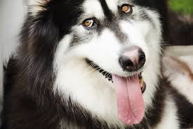 There are a lot of people who claim to have 200lb plus malamutes. How To Care For An Alaskan Malamute Aspca Pet Health Insurance