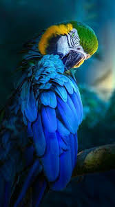 We did not find results for: Love Bird Wallpaper For Android Apk Download