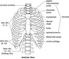 Learn about anatomy b rib cage with free interactive flashcards. Thorax