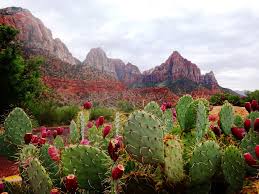 I get tons of butterflies on mine. Heat Tolerant Plants For Texas Landscapes 5 Favorite