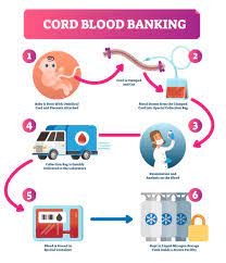 It contains special cells called hematopoietic stem cells that can be used to placenta: Cord Blood Uses To Treat Disease A Closer Look At Stem Cells